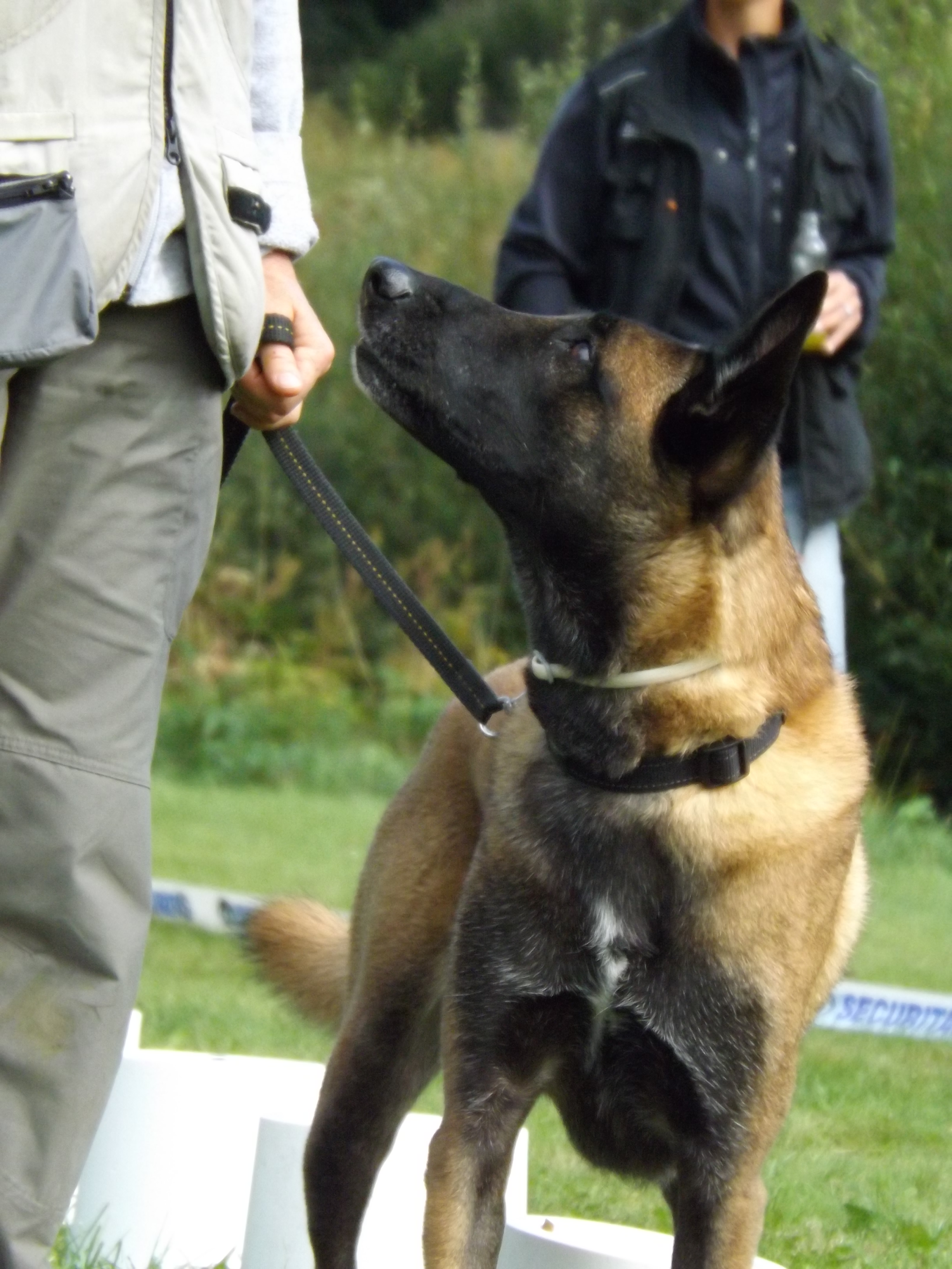 Kurse Idée-Chien